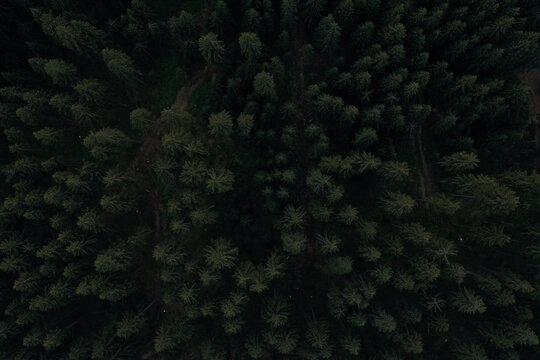 dark forest drone shot
