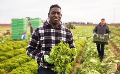 Naklejka na ściany i meble African-american farmer harvesting lettuce (lactuca sativa) on plantation. High quality photo