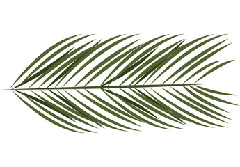 palm leaf plant foliage
