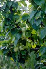 apples on a tree