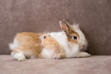 Fluffy white angora rabbit and syrian hamster on brown background, selective focus