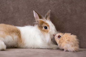 Fluffy white angora rabbit and syrian hamster on brown background, selective focus