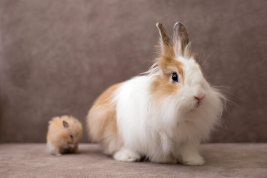 Fluffy white angora rabbit and golden hamster on brown background, selective focus