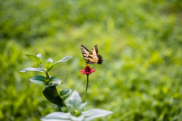 a closeup shot of a yellow butterfly resting on a pink blossoming flower one summer afternoon