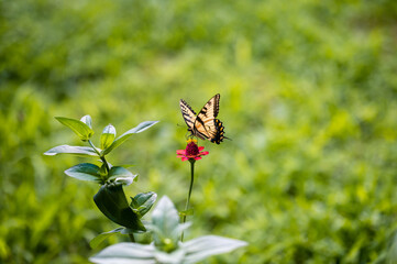 a closeup shot of a yellow butterfly resting on a pink blossoming flower one summer afternoon