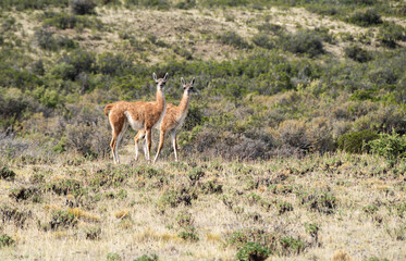 Guanaco in natural habitat, Patagonia