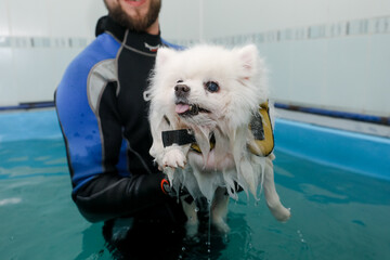 MINSK, BELARUS - 22 July, 2022: medical rehabilitation for dogs in the pool
