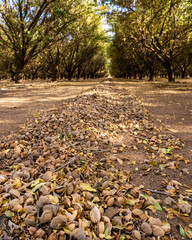 Almond orchard