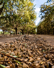 Almond orchard