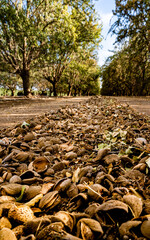 Almond orchard