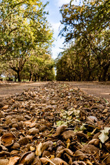 Almond orchard