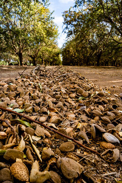 Almond Orchard