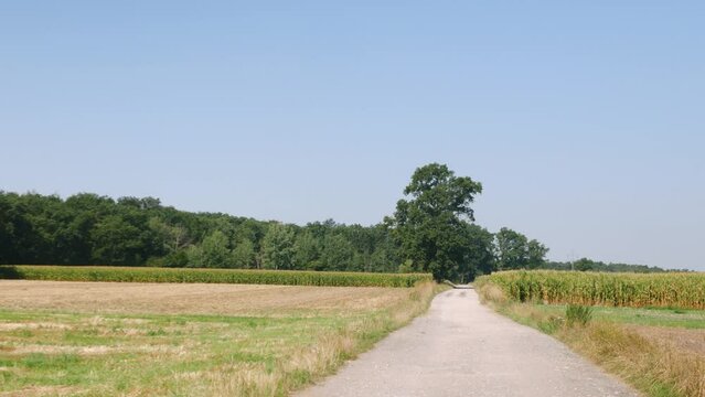 ścieżka w krajobrazie wiejskim w porze letniej, pola i drzewa w oddali na tle błękitnego nieba z bezchmurną pogodą