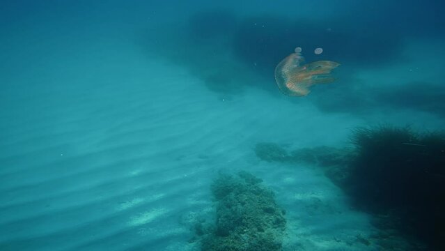 Pelagia Noctiluca Jellyfish underwater in the sea.