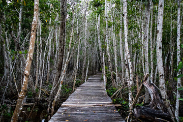 wooden bridge in the forest