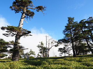 青空と晴天の高原
