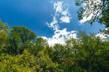 Fototapeta premium trees and sky