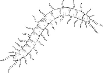 Scolopendra hand draw design to coloring