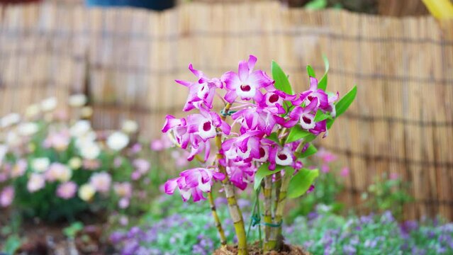 デンドロビュームの花が咲くガーデニング