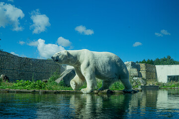 Beautiful and cute polar bear is walking next to water in sunny and hot summer