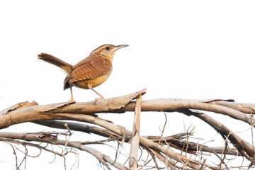 Carolina wren (Thryothorus ludovicianus) on a palm tree in Sarasota, Florida