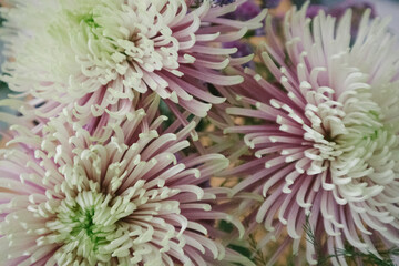 Naklejka na ściany i meble Large bud of beautiful pale pink chrysanthemums Rosanna Charlotte with pink and green petals macro photo. Duo toned chrysanthemum flowers in bloom. Antique chrysanthemums background and texture.