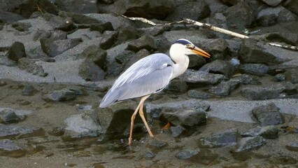 早朝の川辺で餌を捕まえたアオサギ