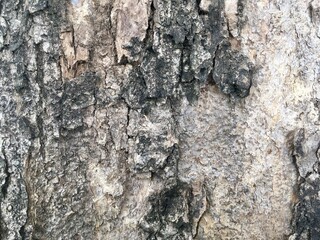 bark of a tree natural texture