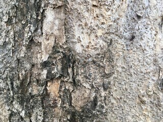 bark of a tree