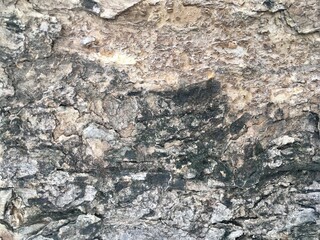 Bark wood texture 