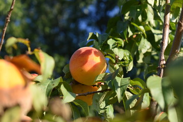 Ripe Peach in a Tree