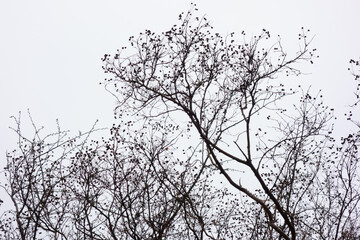 厳冬の候、曇り空に羽ばたく森の木の枝ぶり