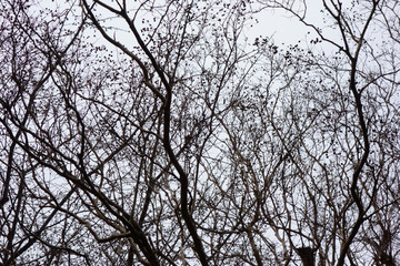 厳冬の候、曇り空に羽ばたく森の木の枝ぶり