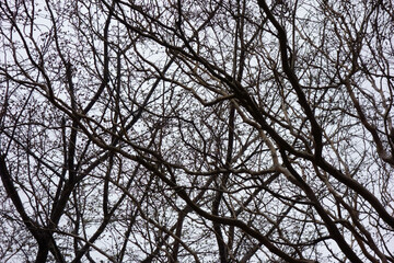 厳冬の候、曇り空に羽ばたく森の木の枝ぶり