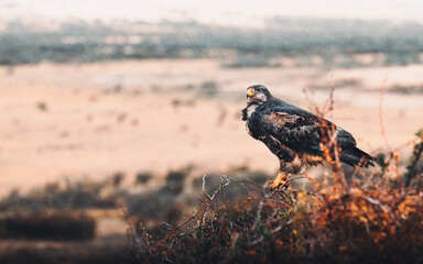 Eagle in its kingdom