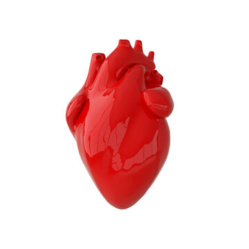 Realistic human heart organ with arteries and aorta 3d rendering. Happy Valentines Day greeting card. Romantic background. Red heart isolated on white