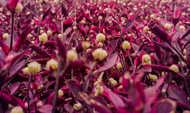 Flores Y Plantas Exóticas En El Jardín, Fondos Y Texturas Naturales Patrones