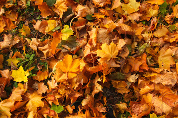 Defocus autumn leaves background. Pathway through the autumn forest.  Autumn fall leaves on floor. Autumn background. Copy space. Fall design. Out of focus