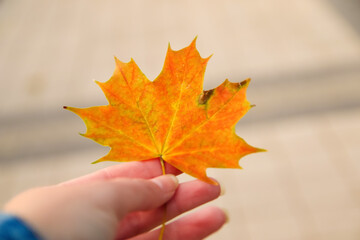 Defocus orange maple leaf in female hand on nature green park background. Colorful maple leaves in the girl's hand. Autumn mood. October, september, november. Orange maple. Out of focus