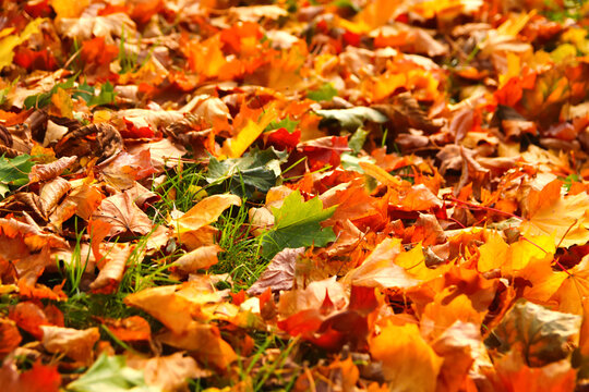 Defocus autumn leaves background. Pathway through the autumn forest.  Autumn fall leaves on floor. Autumn background. Copy space. Fall design. Sunny. Out of focus