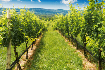 Rows of ripe wine grapes plants on vineyards of Virginia