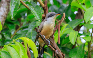 Mangrove cuckoo bird in a tree, right side closeup
