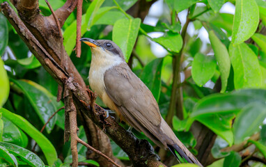 Mangrove cuckoo bird in a tree, left side closeup