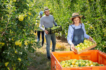 Fototapeta premium Man and woman harvesting apples in garden. High quality photo