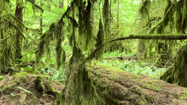MacMillan Provincial Park Seven Wonders of Canada Vancouver island ancient Douglas fir Cathedral Grove old growth Douglas fir forest British Columbia cathedral grove huge thousand year old trees moss