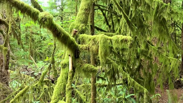 MacMillan Provincial Park Seven Wonders of Canada Vancouver island ancient Douglas fir Cathedral Grove old growth Douglas fir forest British Columbia cathedral grove huge thousand year old trees moss