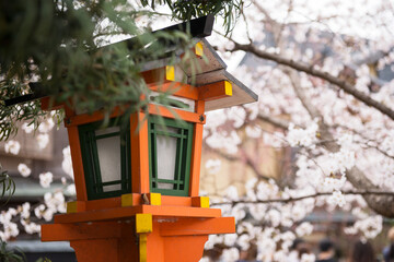 春の京都の風景