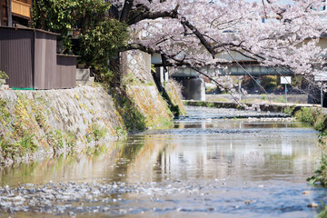 春の京都の風景