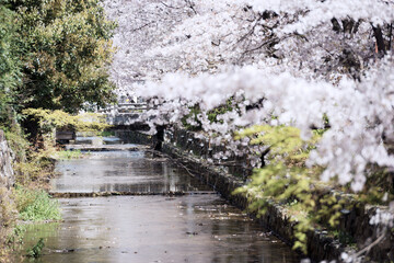 Obraz na płótnie Canvas 春の京都の風景