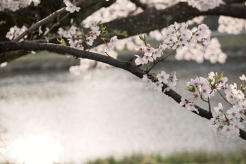 春の京都の風景